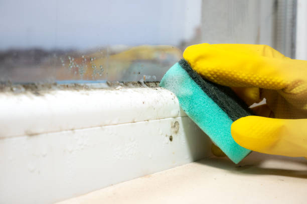 Best Emergency Mold Remediation  in Oakley, UT